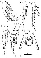 Espce Centropages aegypticus - Planche 2 de figures morphologiques