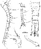 Espce Methanocalanus gabonicus - Planche 3 de figures morphologiques
