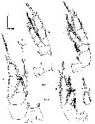 Espce Methanocalanus gabonicus - Planche 5 de figures morphologiques