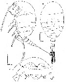 Espce Methanocalanus gabonicus - Planche 8 de figures morphologiques
