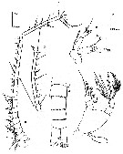Species Methanocalanus gabonicus - Plate 9 of morphological figures