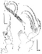 Espce Methanocalanus gabonicus - Planche 10 de figures morphologiques