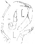 Espce Methanocalanus gabonicus - Planche 12 de figures morphologiques