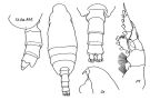 Espce Pseudochirella pustulifera - Planche 4 de figures morphologiques