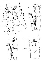 Espce Neomormonilla polaris - Planche 3 de figures morphologiques