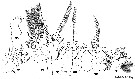 Espce Mormonilla phasma - Planche 10 de figures morphologiques