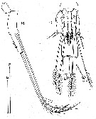 Espce Speleoithona bermudensis - Planche 4 de figures morphologiques