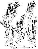 Espce Speleoithona eleutherensis - Planche 3 de figures morphologiques