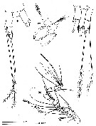 Espce Speleoithona eleutherensis - Planche 4 de figures morphologiques