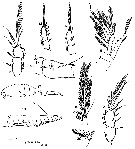 Espce Oithona amazonica - Planche 1 de figures morphologiques