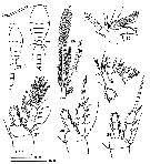 Espce Oithona bowmani - Planche 2 de figures morphologiques