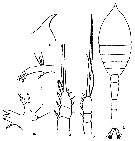 Espce Oithona atlantica - Planche 9 de figures morphologiques