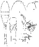 Espce Oithona hamata - Planche 3 de figures morphologiques
