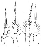 Espce Oithona hamata - Planche 4 de figures morphologiques