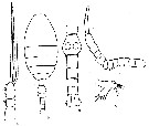 Espce Oithona frigida - Planche 3 de figures morphologiques