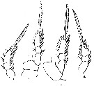 Espce Oithona frigida - Planche 4 de figures morphologiques
