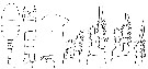 Espce Oithona setigera - Planche 9 de figures morphologiques