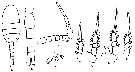Espce Oithona fallax - Planche 9 de figures morphologiques