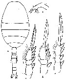 Espce Oithona robusta - Planche 4 de figures morphologiques