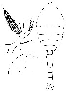 Espce Oithona robusta - Planche 3 de figures morphologiques