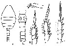 Espce Oithona brevicornis - Planche 20 de figures morphologiques