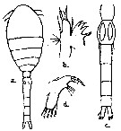 Espce Oithona nana - Planche 11 de figures morphologiques