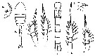 Espce Oithona attenuata - Planche 13 de figures morphologiques