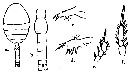 Espce Oithona simplex - Planche 14 de figures morphologiques