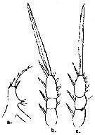 Espce Oithona parvula - Planche 2 de figures morphologiques