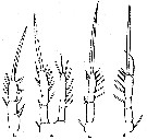 Espce Oithona tenuis - Planche 6 de figures morphologiques