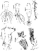 Espce Acartia (Acanthacartia) bilobata - Planche 1 de figures morphologiques