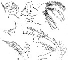 Espce Acartia (Acanthacartia) bilobata - Planche 2 de figures morphologiques