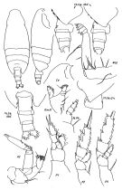 Espce Undeuchaeta plumosa - Planche 2 de figures morphologiques