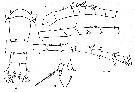Espce Acartia (Odontacartia) centrura - Planche 5 de figures morphologiques
