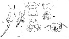 Espce Acartia (Odontacartia) bowmani - Planche 2 de figures morphologiques