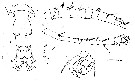 Espce Acartia (Odontacartia) centrura - Planche 6 de figures morphologiques