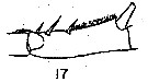 Espce Acartia (Odontacartia) spinicauda - Planche 6 de figures morphologiques