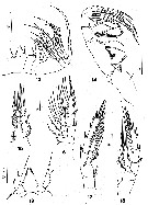 Espce Pilarella longicornis - Planche 4 de figures morphologiques