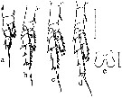 Espce Bestiolina arabica - Planche 3 de figures morphologiques