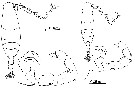 Espce Acartia (Acartiura) hudsonica - Planche 11 de figures morphologiques