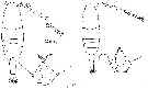 Espce Acartia (Acartiura) hudsonica - Planche 10 de figures morphologiques