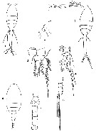 Espce Oithona fragilis - Planche 3 de figures morphologiques