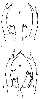 Espce Labidocera pectinata - Planche 5 de figures morphologiques