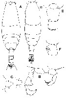 Espce Acartia (Acartiura) omorii - Planche 8 de figures morphologiques