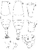 Espce Acartia (Acartiura) hudsonica - Planche 13 de figures morphologiques