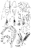Espce Acartiella nicolae - Planche 1 de figures morphologiques