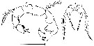 Espce Acartia (Acartiura) fancetti - Planche 1 de figures morphologiques