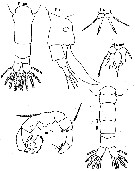 Espce Acartia (Acartiura) enzoi - Planche 1 de figures morphologiques