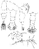 Espce Acartia (Acartiura) clausi - Planche 30 de figures morphologiques