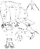 Espce Acartia (Acartiura) discaudata - Planche 9 de figures morphologiques
